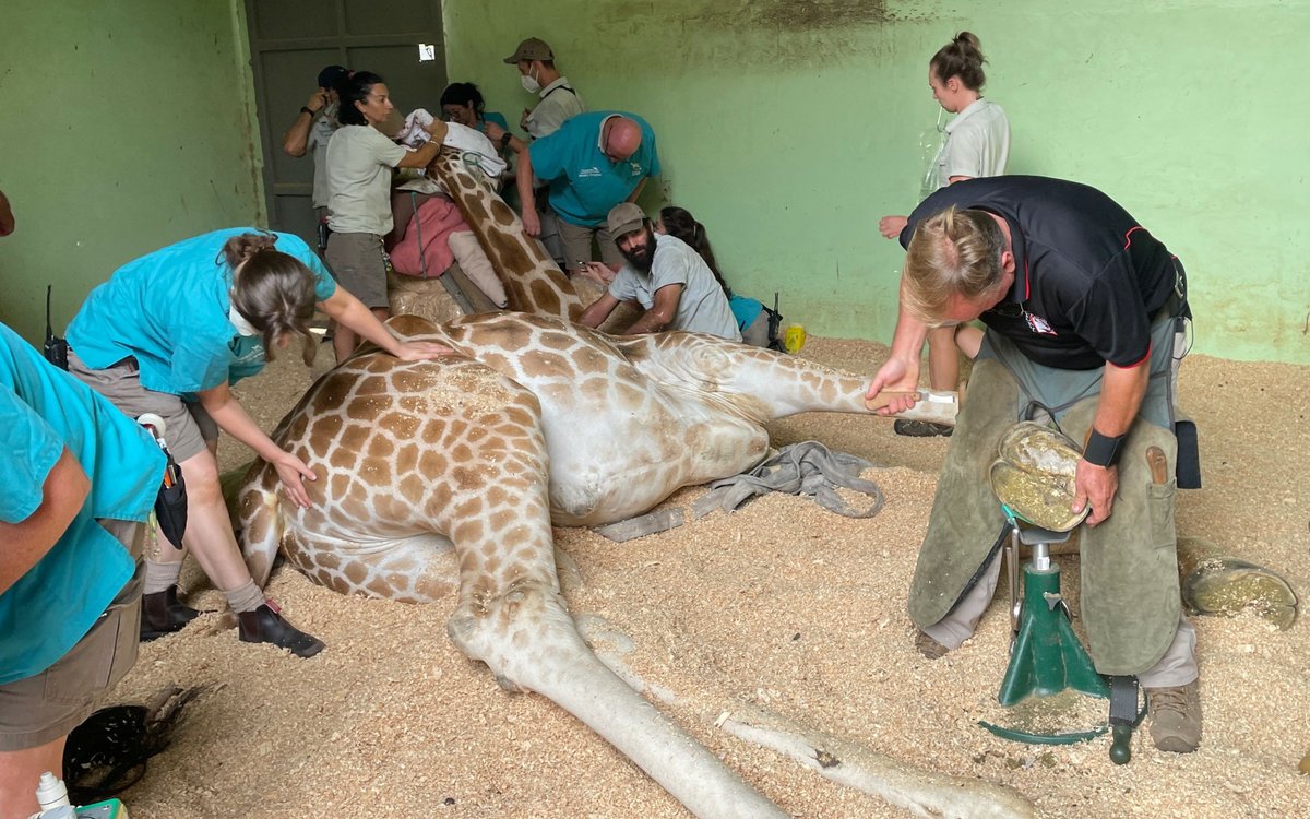 kevinperry's tweet photo. New season of TARONGA: WHO’S WHO IN THE ZOO with Virginia Gay 

Read More -> https://t.co/6CQ3oQ85SS

#Channel9 #TarongaWhosWhointheZoo #VirginiaGay https://t.co/FRe1JPaeaK