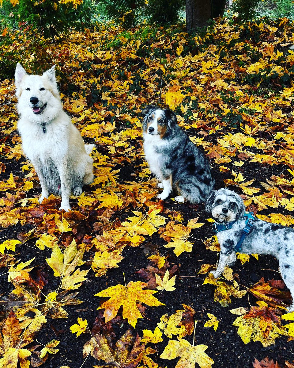 Fall mood , feeling like a paparazzi!