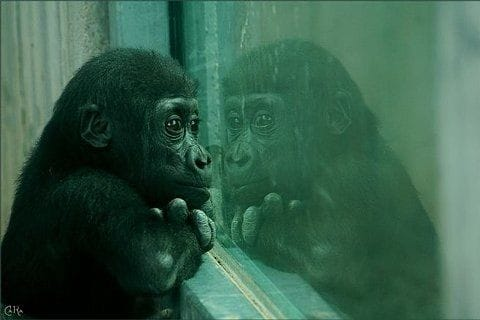 LigueDesAnimaux's tweet photo. "Ma seule liberté est de rêver, alors je rêve de liberté". 😪
(Benoît Granger)

#StopCaptivité https://t.co/exVcadHWbg