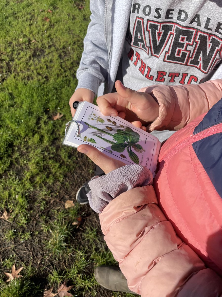 k_ablitt's tweet photo. Finding plants in the back field! Using the ethnobotany kit to identify plants and learn about their uses. #sd33learns https://t.co/NjB8vDnOka