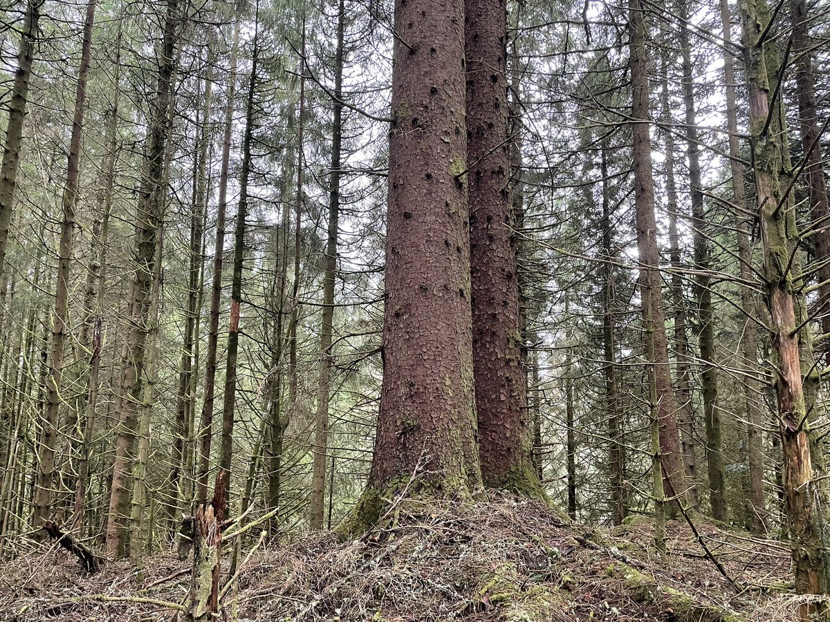 forest_dynamics's tweet photo. @ForestryLS @ASRainforest #mackenziesgrove ;) https://t.co/v27iAWVzhB