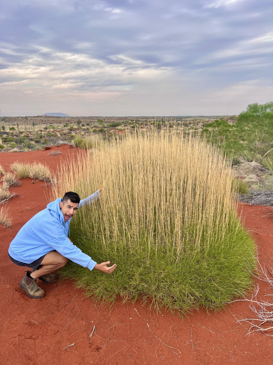 Nick Volpe tweet media