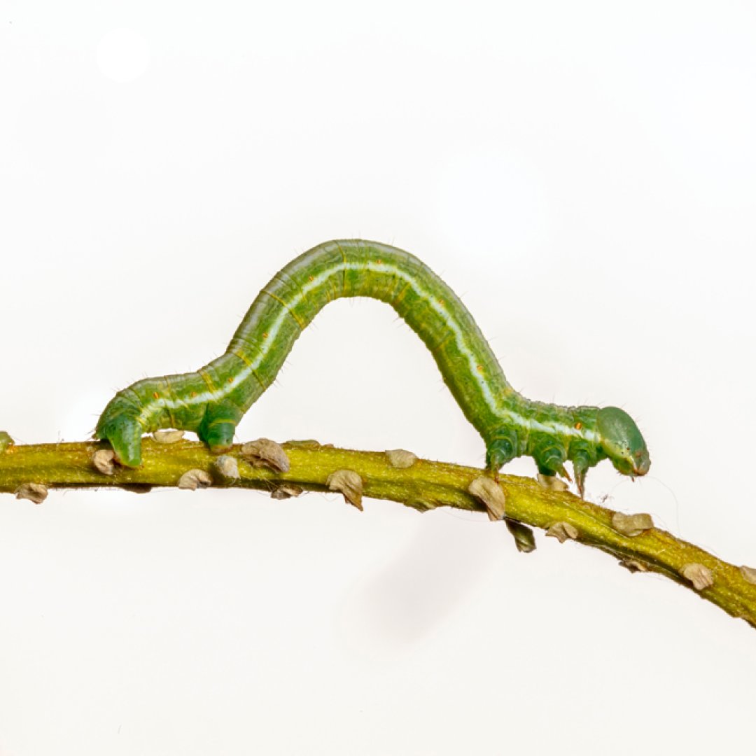 National Geographic TV tweet media