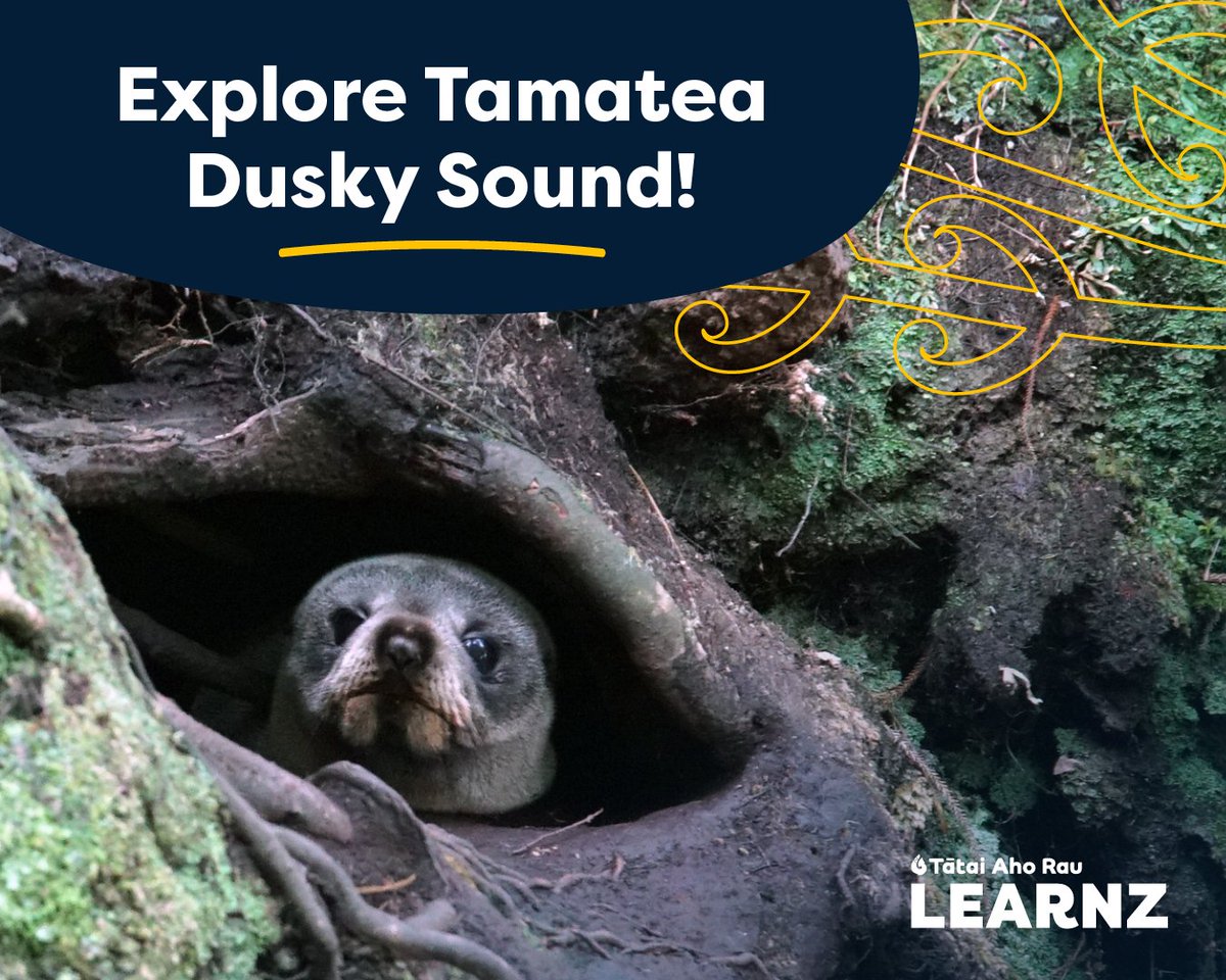 🌱🌏 100 Days to Launch!

We're getting closer to the journey of a lifetime! In just 100 days, we'll dive into the extraordinary biodiversity of Tamatea Dusky Sound, and we can't wait to take you with us.

Sign up here: learnz.org.nz/tamatea241

#biodiversity #adventure