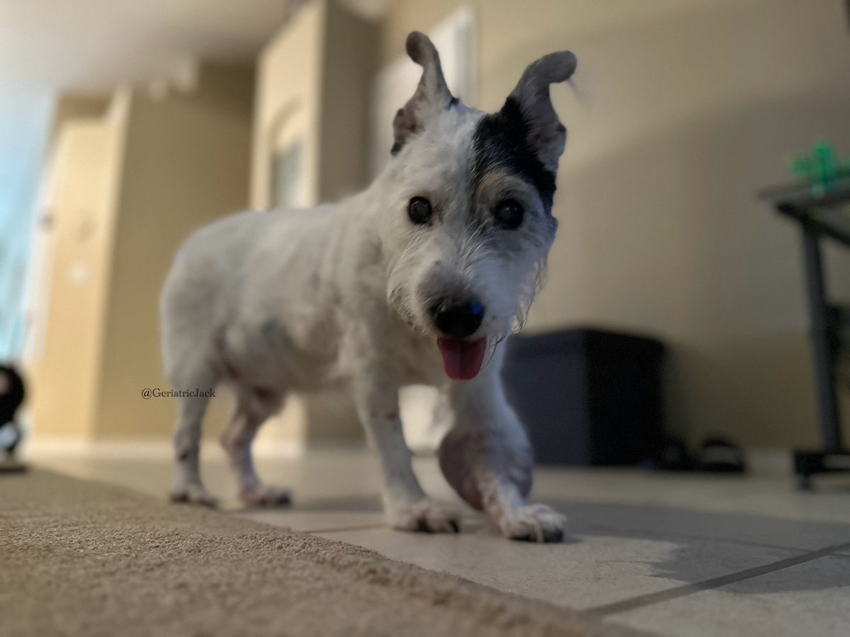 GeriatricJack's tweet photo. is it just me or is the time change messing with your 💩 schedule as well? 🤔🤭😂 
#dogsofX 
#TOT 
#olddudeproblems https://t.co/O0MpsY97ko