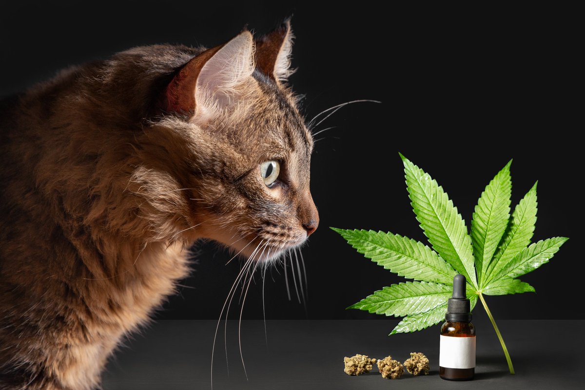 NRC_CANNABIS's tweet photo. Want to learn how your pets can benefit from Cannabis?

If so, checkout our new blog to learn more!

"Pawsitively Healthy: Exploring How Cannabis Can Benefit Your Pets"

https://t.co/xwMuZ1lVYs https://t.co/iJA5Oyts1i