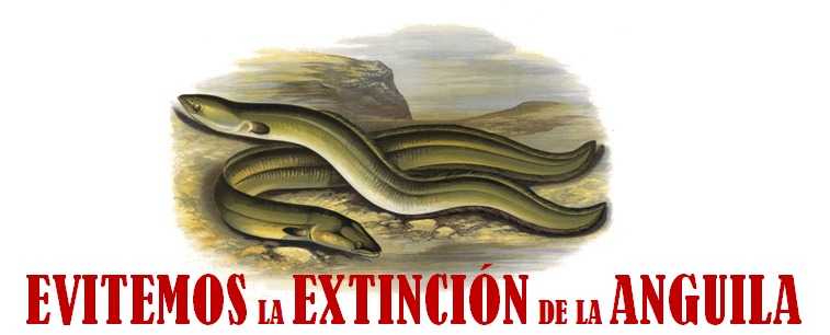 Miguel Clavero (@chikichanka) on Twitter photo EVITEMOS LA EXTINCIÓN DE LA ANGUILA - ¡Firma la petición! chng.it/pzTLDXkVbS a través de <a href="/Change/">Change.org</a> EVITEMOS LA EXTINCIÓN DE LA ANGUILA - ¡Firma la petición! chng.it/pzTLDXkVbS a través de <a href="/Change/">Change.org</a>