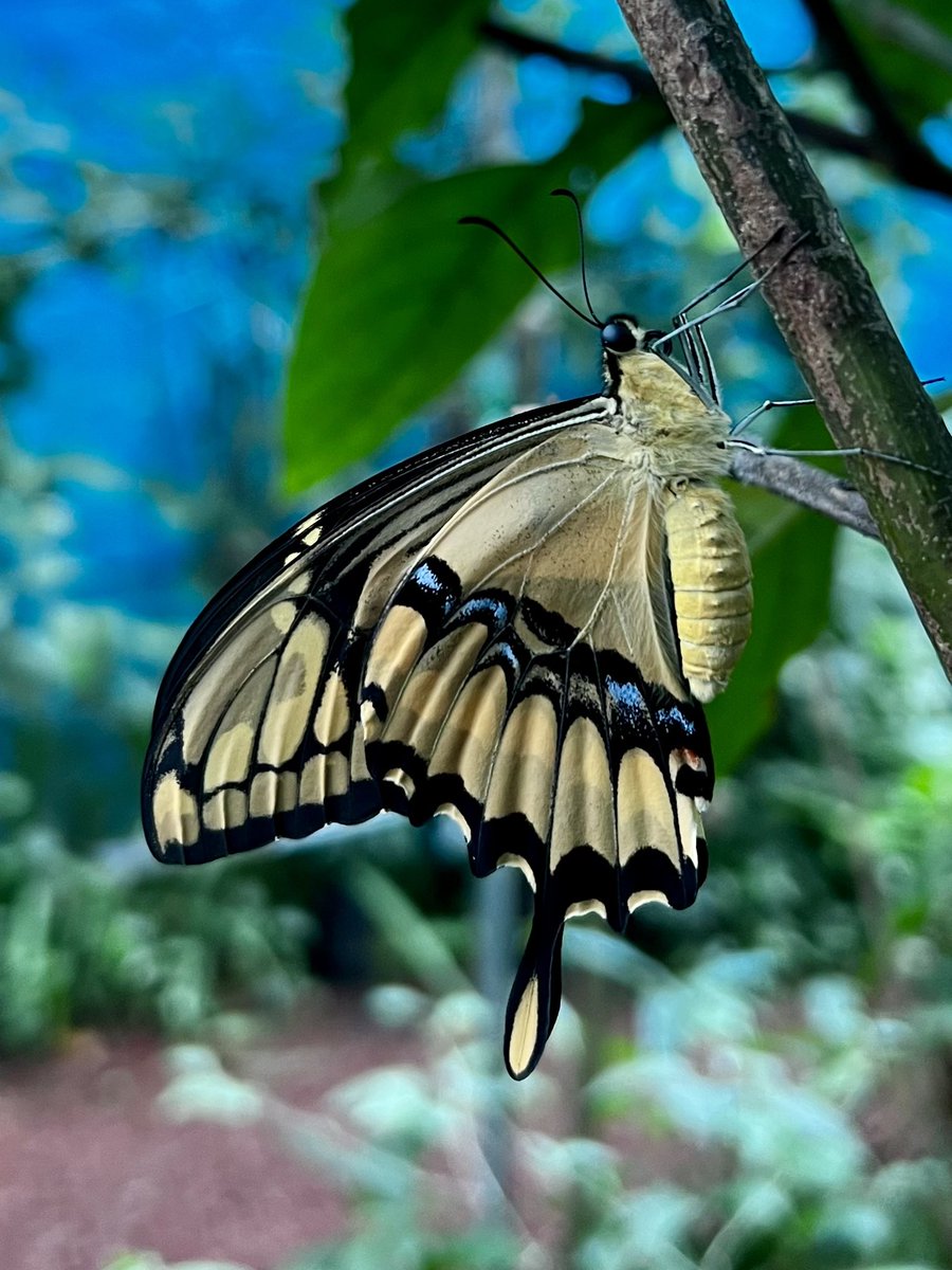 MacroCostaRica's tweet image. Saw this beauty in Guacima, Costa Rica.

#macro #macro_freaks #macrocostarica #costarica #nature #insects