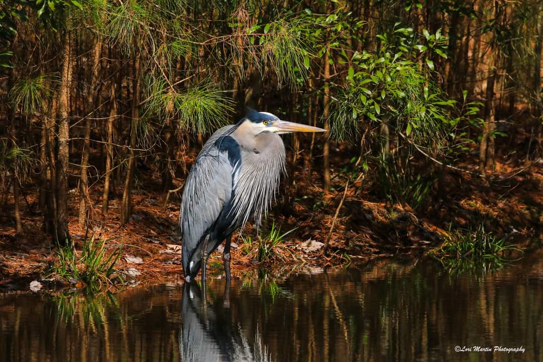 A blue heron found a secluded paradise in @OceanPinesMD. @wboc @wildweatherdan @MikeLichniak @wbaltv11 @MyDelmarvaNow @MarylandsCoast @JustinWeather