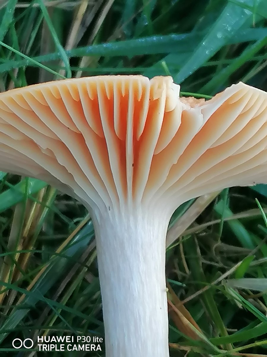 Lovely colour contrast on Flitwick Moor Ancient Grassland today, Meadow Waxcaps Cuphophyllus pratensis deep Apricot fading to Buff Orange. Unusual for a Waxcap, having smooth stout White stems and cross-connected Gills @WildlifeTrusts @s4r4h_l @pam_mcinnes #WildWebsWednesday