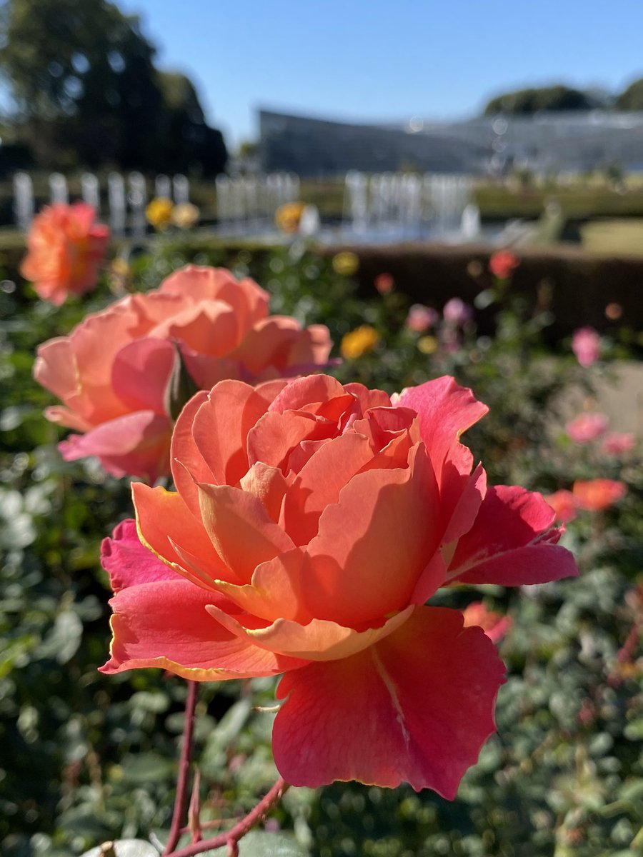 Happy #RoseWednesday 🌹✨ These are the roses I met yesterday. The weather was glorious✨☀️🍁 #神代植物公園