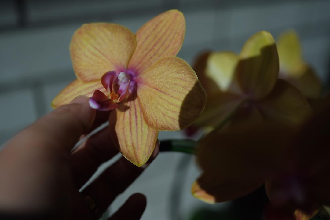 hakoneflorist's tweet photo. 🍊とっても可愛いみかんの様な色のミディ胡蝶蘭がやってきましたよ。
中心部はピンク色で染まって、美しいハーモニーが♡
この胡蝶蘭の並びは、私を見てと言わんばかりの姿にいつも見惚れてしまいます。
https://t.co/pOCvyP7gUu https://t.co/fjn6rMf6B0