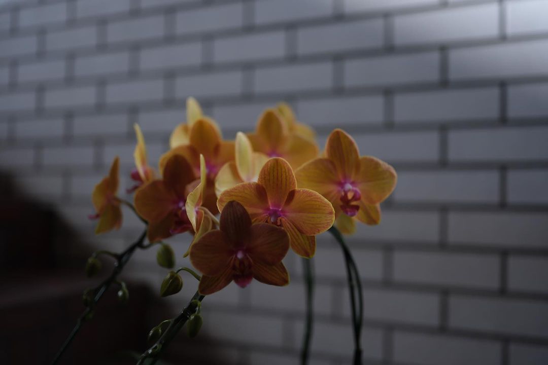hakoneflorist's tweet photo. 🍊とっても可愛いみかんの様な色のミディ胡蝶蘭がやってきましたよ。
中心部はピンク色で染まって、美しいハーモニーが♡
この胡蝶蘭の並びは、私を見てと言わんばかりの姿にいつも見惚れてしまいます。
https://t.co/pOCvyP7gUu https://t.co/fjn6rMf6B0