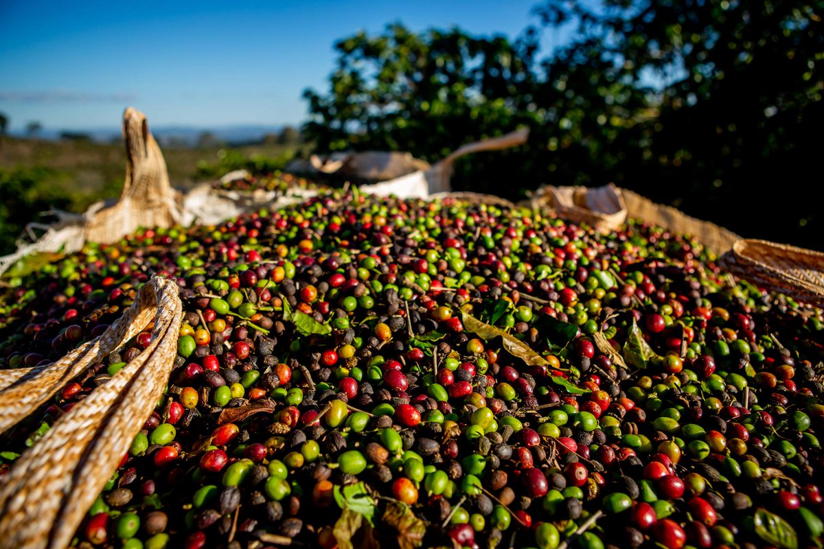 It's important to be aware of the supply chain. Recent reports found concerning labor practices at certified coffee farms in Minas Gerais. Let's advocate for ethical sourcing. #CoffeeEthics #FairTrade #SocialResponsibility #SustainableSourcing #TransparencyMatters