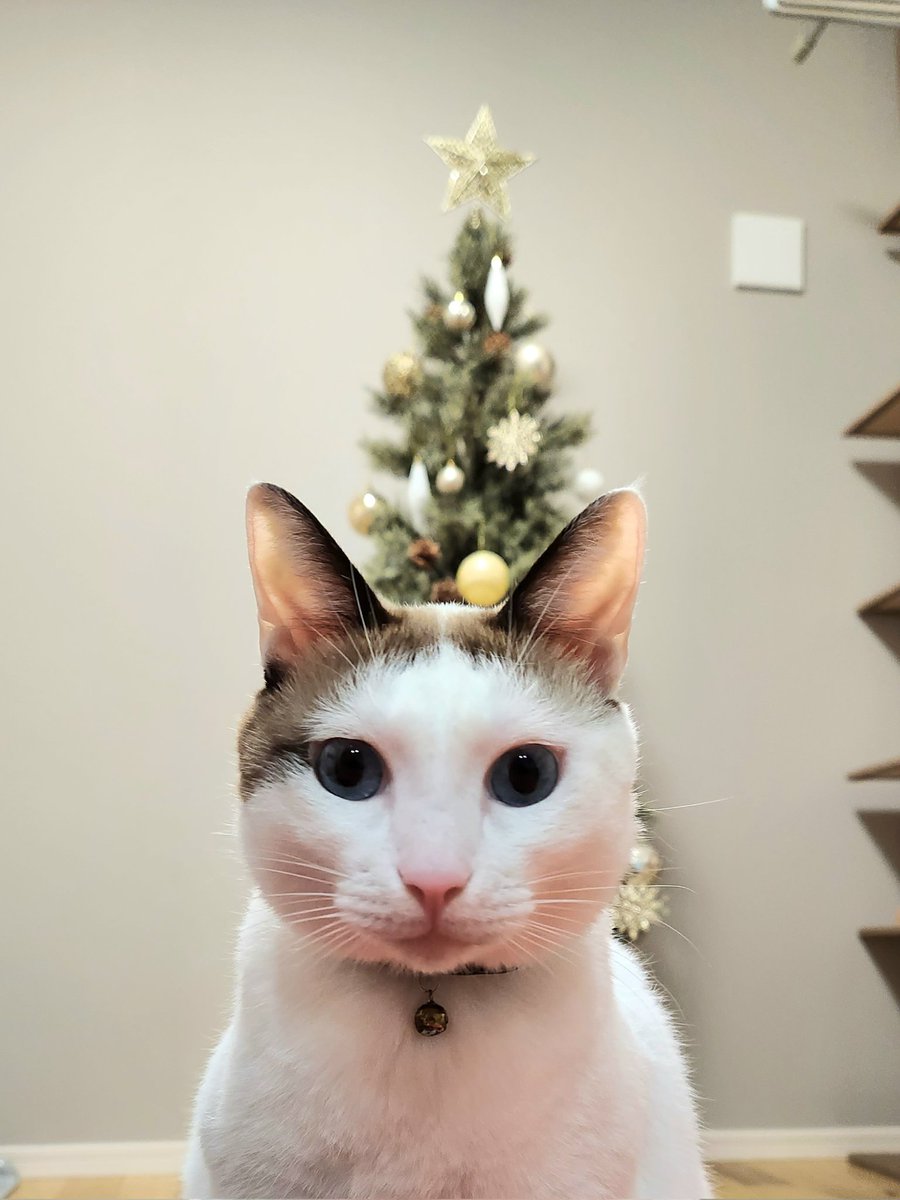 tsukune216's tweet image. 猫、どいて！クリスマスツリー撮ってるんだからどいて！