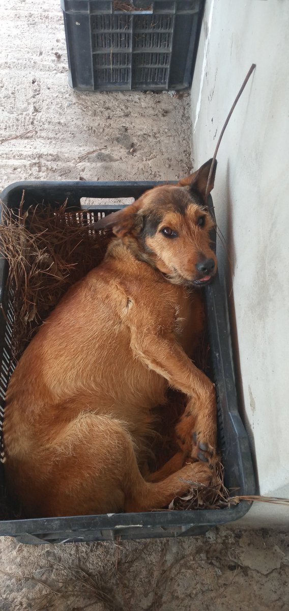 En la pinocha del ahumador 🐝 jaj