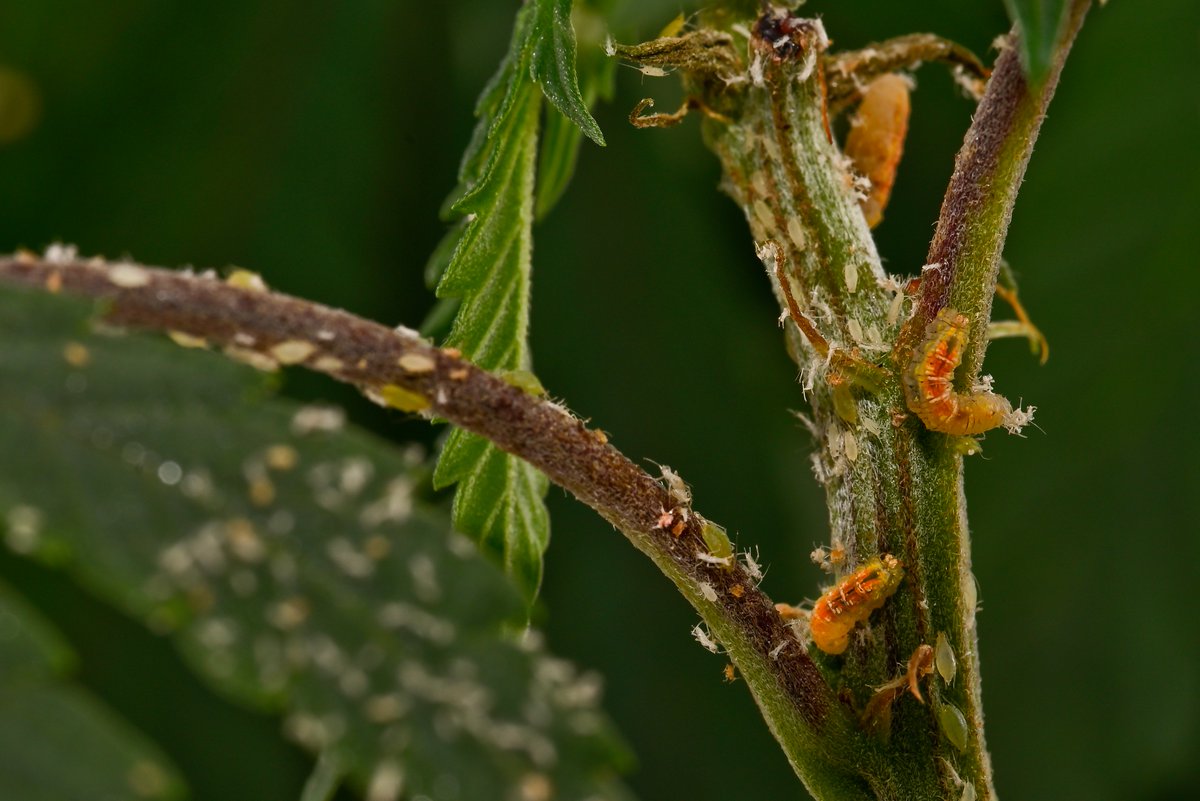 Vote for 'Don't Panic, It's Organic' ✅-- Syrphid larvae feeding on cannabis aphids! 😉🍃🍃 uoguel.ph/hd14j
