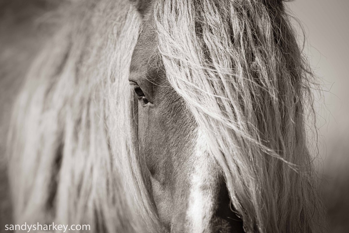 For the horse lover on your list!  Save 20 percent off any canvas print for a limited time.  Enter code word WILD at checkout to get discount.  Free shipping in CAN/USA.  Click to view collection and to order:  sandysharkey.com 
#wildhorses #horses
