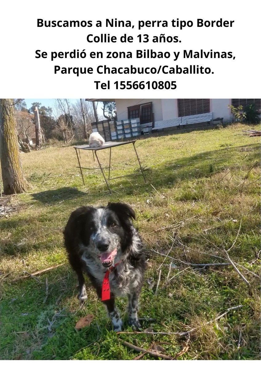 SoniaLSantoro's tweet photo. Se perdió mi perrita, estoy desesperada, me ayudan a compartir. https://t.co/mbLHoUmCZl