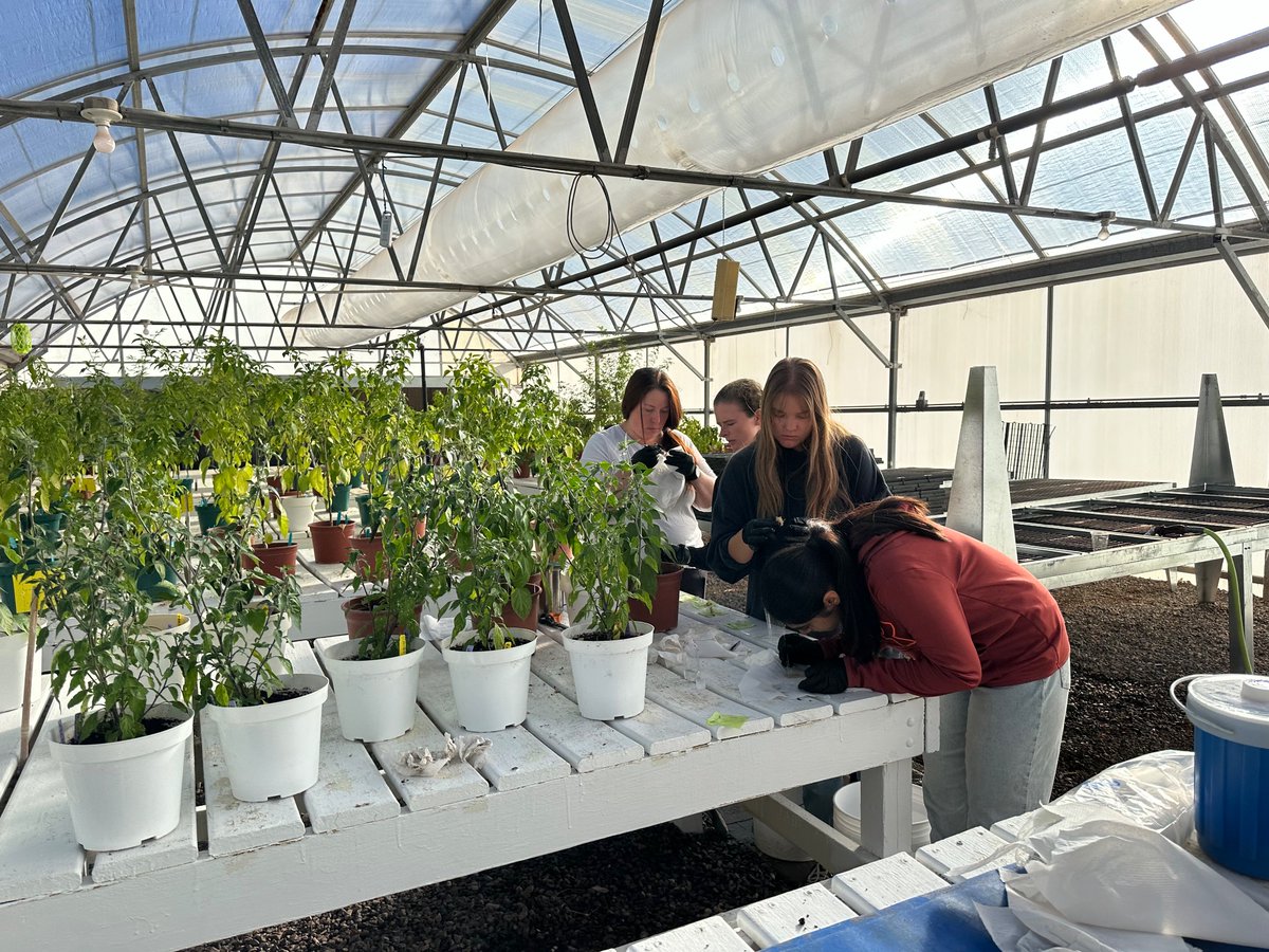 Dennis Nicuh Lozada (@nmsu_chile) on Twitter photo The “Pepper Puff Girls” in action! Tyra, Rhiannon, Navdeep, and Stephanie harvesting root samples for RNA-seq. Transcriptomics will provide more insights into the mechanisms of resistance of #jalapeños to Chile blight. Funding: NMCA <a href="/nmchile/">New Mexico Chile Association</a> <a href="/chilepepperinst/">The Chile Pepper Institute</a> <a href="/sandhunav231/">Navdeep Kaur</a> The “Pepper Puff Girls” in action! Tyra, Rhiannon, Navdeep, and Stephanie harvesting root samples for RNA-seq. Transcriptomics will provide more insights into the mechanisms of resistance of #jalapeños to Chile blight. Funding: NMCA <a href="/nmchile/">New Mexico Chile Association</a> <a href="/chilepepperinst/">The Chile Pepper Institute</a> <a href="/sandhunav231/">Navdeep Kaur</a>