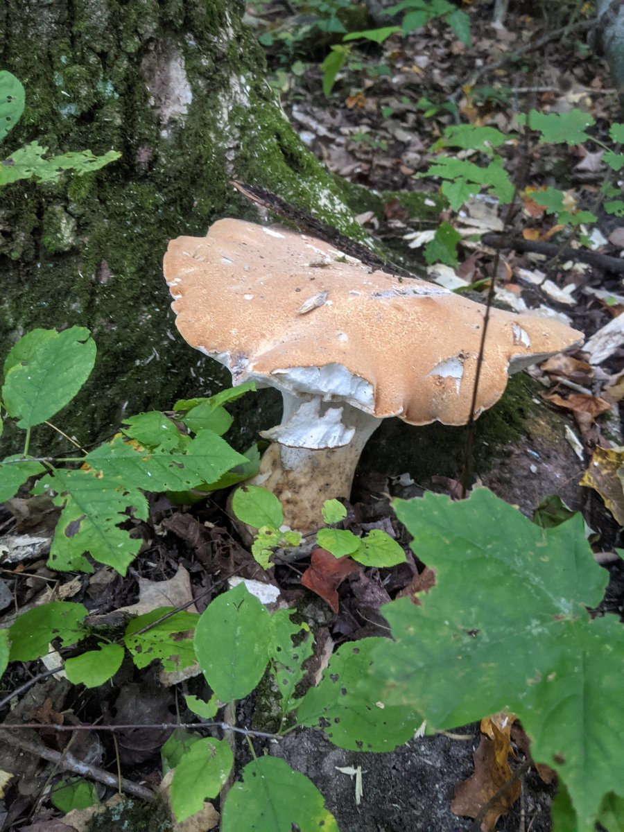 Big ol' Boletus #mushrooms #fungi #mushroomphotography #fungiphotography #nature #fungus