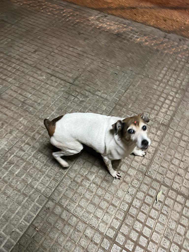 hector_vera_'s tweet photo. Hola chicos ! Una vez más quiero apelar a su solidaridad.. si vieron a mi perrita, responde al nombre de mancha ! Se extravió hace una semana en el barrio Pitiantuta de fernando de la Mora zona sur 
Hace frío y llueve 😭
Se agradece mucho la difusión https://t.co/36WTm4qRkc