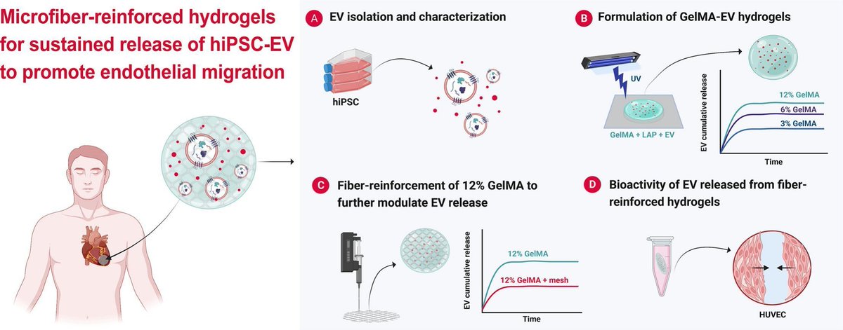 😯#Microfiber-reinforced #hydrogels to promote endothelial migration?

👇 Find out how researchers tested whether microfiber-reinforced hydrogels could serve as sustained delivery platforms for hiPSC-derived #extracellular vesicles!