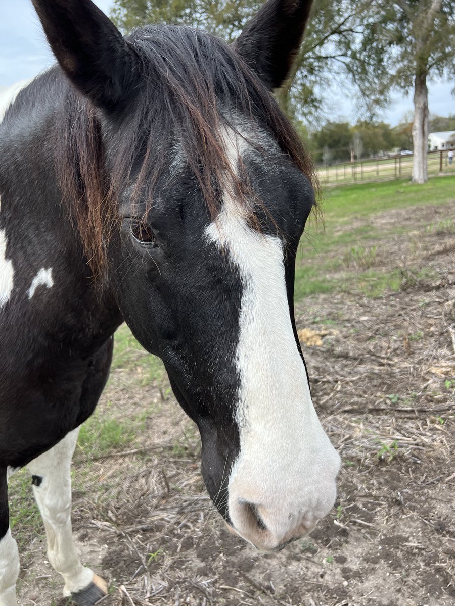 I had such a wonderful time at Natural Lifemanship's  Sacred Landscape Conference. It's never too late to learn ways to heal from trauma and to enjoy secure attachment.  It felt like being in the presence of heroes, yet everyone were treated as equals. We were learning together.