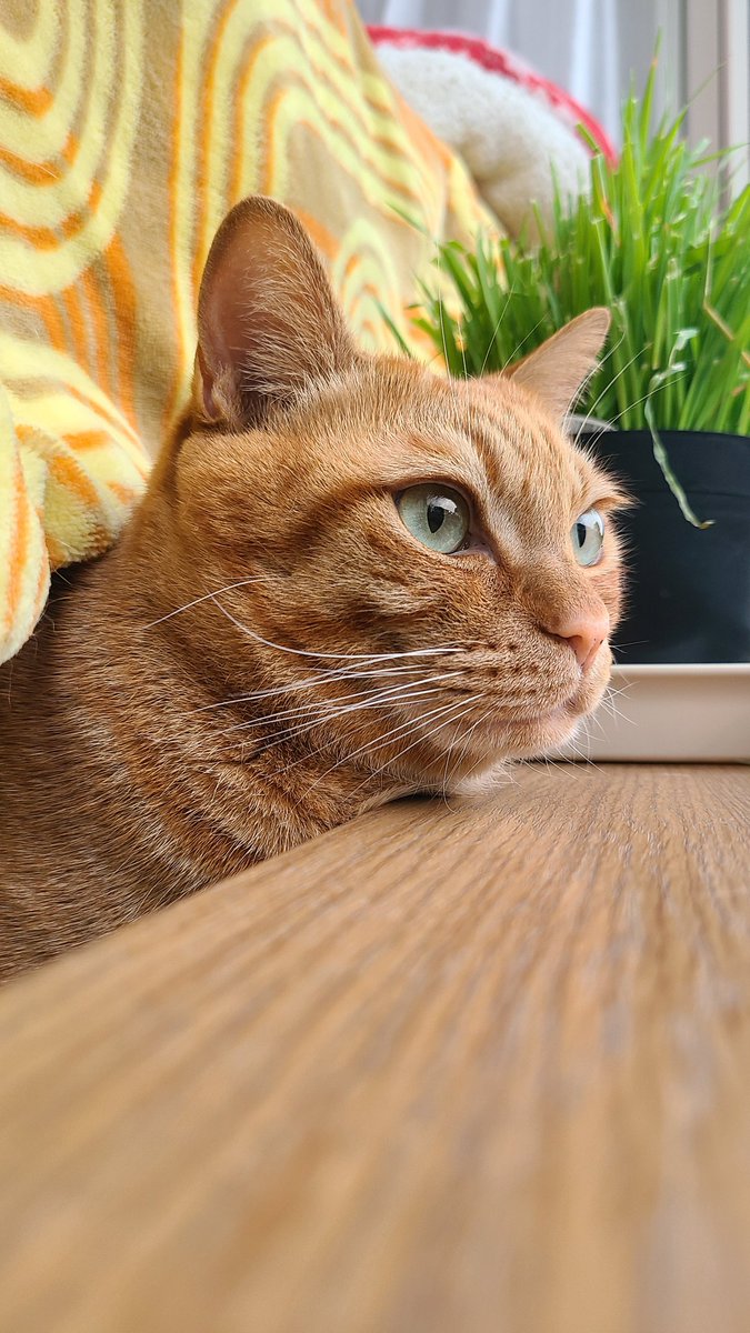 Wyy0iGDlBXG7iM2's tweet photo. 鳥に夢中🐦

 #猫のいる暮らし 
 #猫のいる生活 
 #猫がいる幸せ 
 #茶トラ https://t.co/Se7TmcGlow