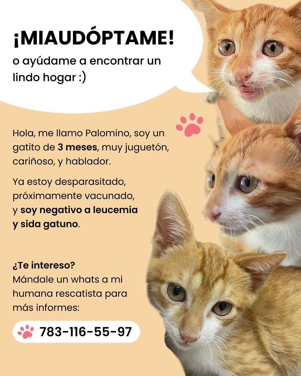 nailarogu's tweet photo. #Merida #Puebla #Tuxpan https://t.co/lShWbIiN8n