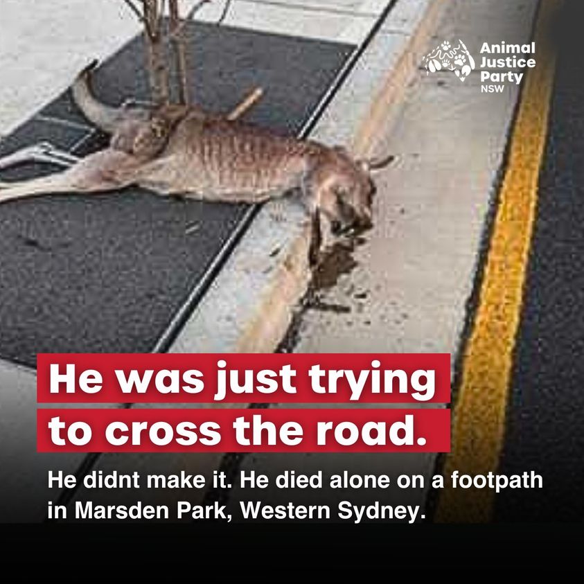 This kangaroo was killed in western Sydney on Glengarrie Rd in Marsden Park in August. The driver did not stop. A rescuer raced to get to him to try and save him. They didn't make it. Rampant overdevelopment is killing ALL wildlife in Western Sydney.