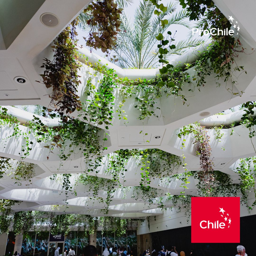 Fifteen Chilean companies have been selected to participate in the @COP28 climate conference in Dubai, UAE. The companies represent a wide range of sectors, including renewable energy, energy efficiency, water management, and sustainable agriculture. #COP28 #Chile