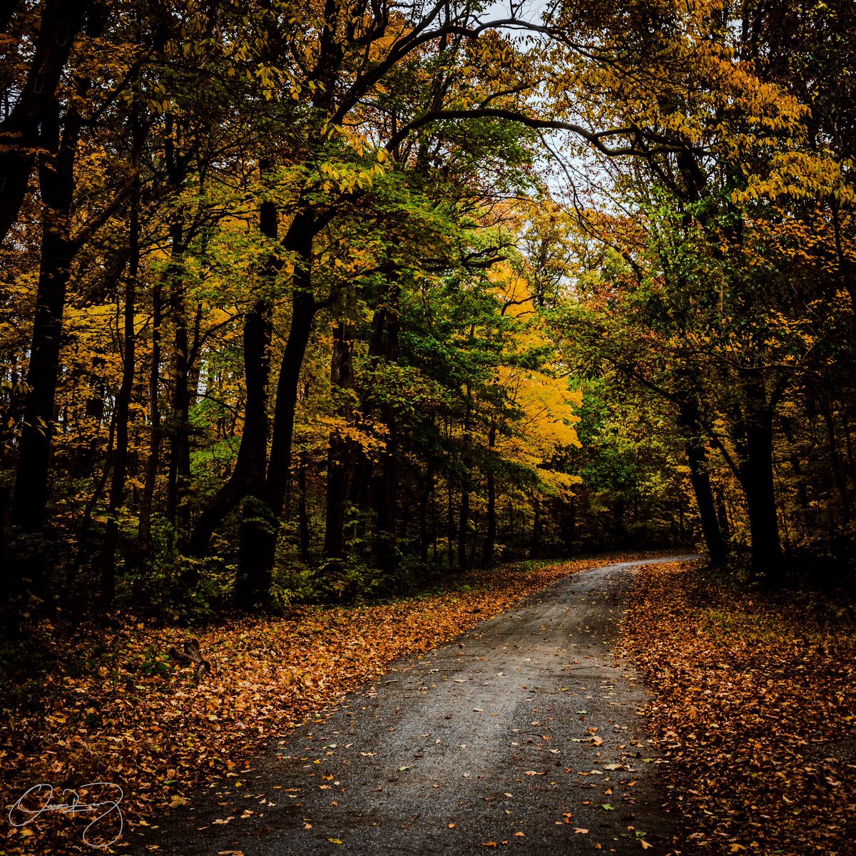 omarrmz_'s tweet photo. The beauty of nature #fall #nature #color #photo #omarrmz @puremichigan #intapic #trees @peoplesproperty Omar Rmz https://t.co/BOokPjZp5k