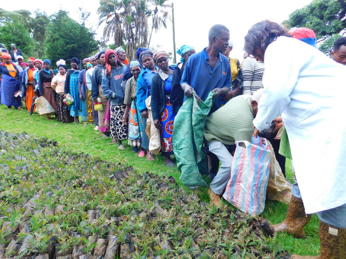 AgnesMwang's tweet photo. Prof. Agnes Mwang'ombe distributing tree seedlings to farmers on 13. 11.2023 at Wesu-Wuchichi-Msidunyi, Taita-Taveta in Kenya https://t.co/hj55q4dvJl