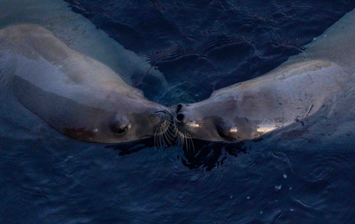 A pair of crabeaters off the bow of the ship <a href="/LindbladExp/">Lindblad Expeditions</a>