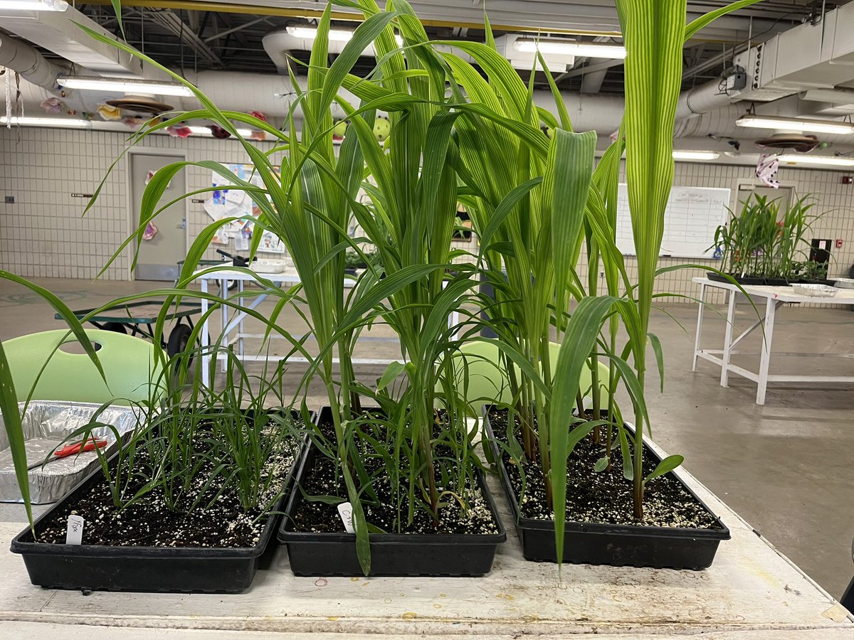 weedsciencenerd's tweet photo. This week it was time to demonstrate some good old fashion crop competition for the students in #CSS226L #seeingisbelieving https://t.co/rSS45Zr0zs