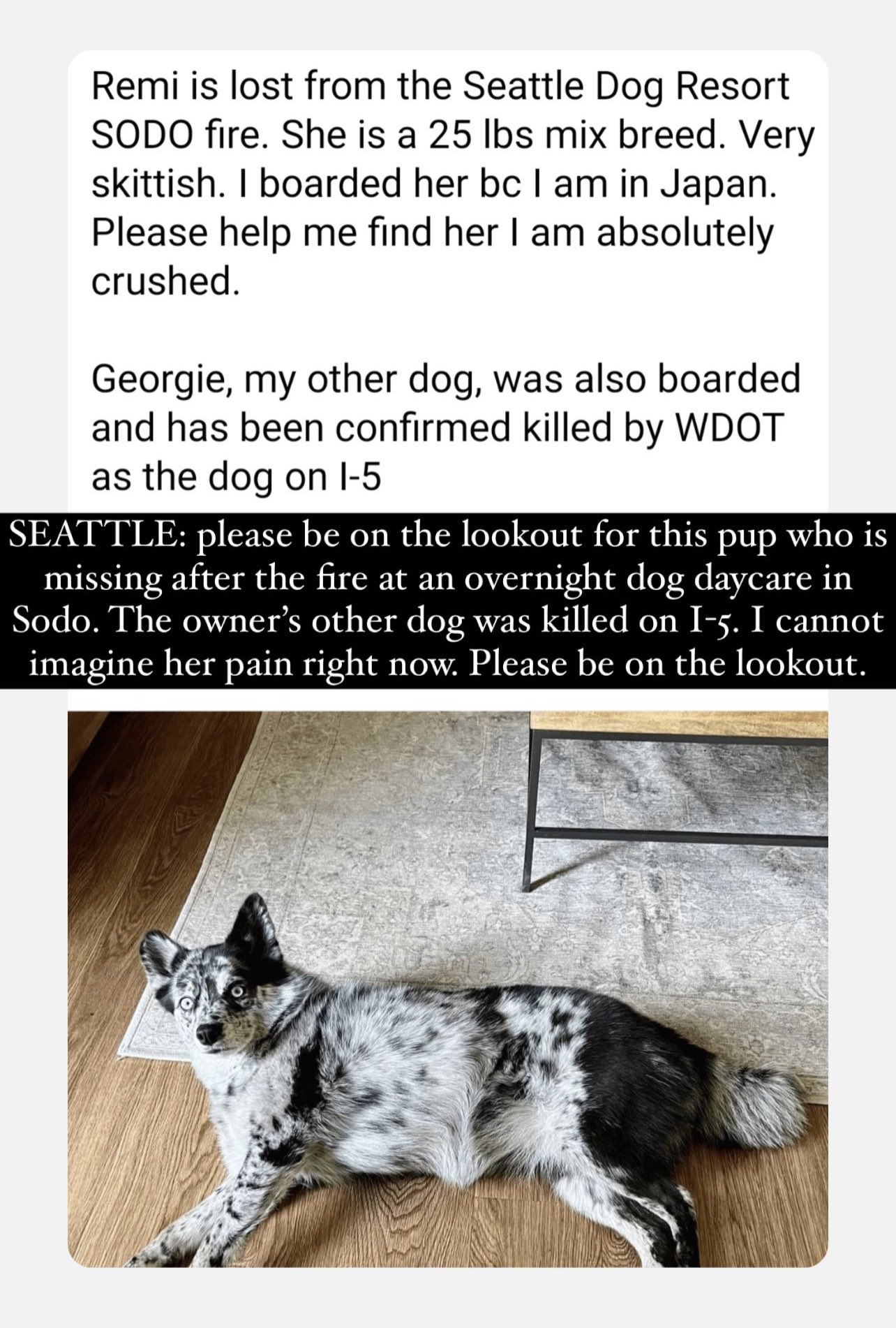 The dog resort sodo sales