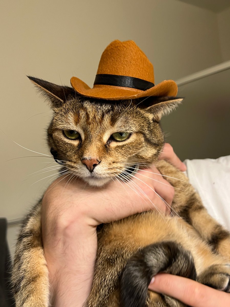 alwiseley's tweet photo. meowdy... if u even care😔 https://t.co/iXVy2dwEhy