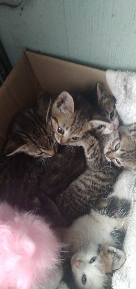 Fundacion_CIMA's tweet photo. Estos liiiindos mishi buscan casita... Alguien quiere #Adoptar ???? #Ayuda 🙏
Whatsapp +56969079272 https://t.co/UQixz2wNJ5