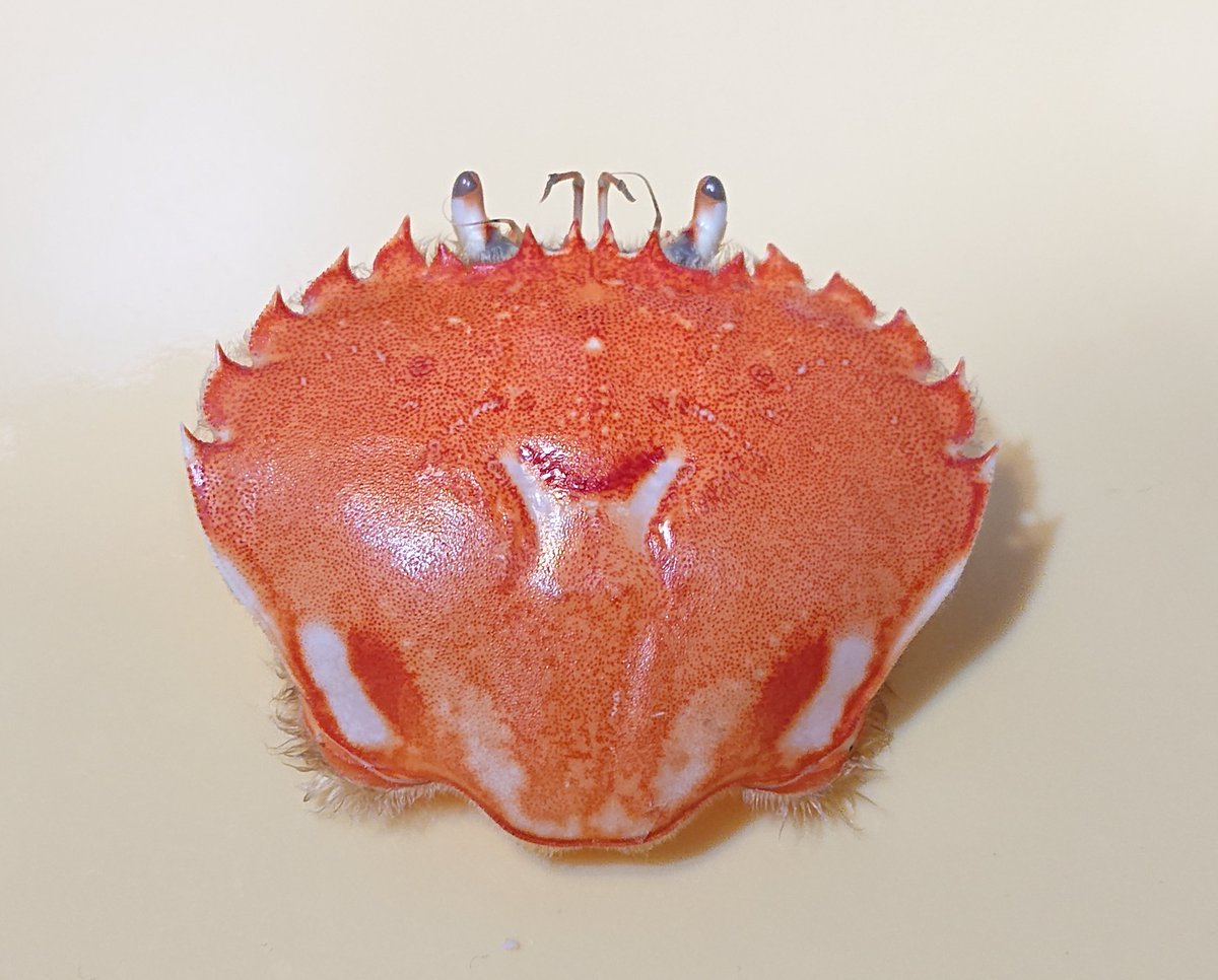 かにあげとくか… 