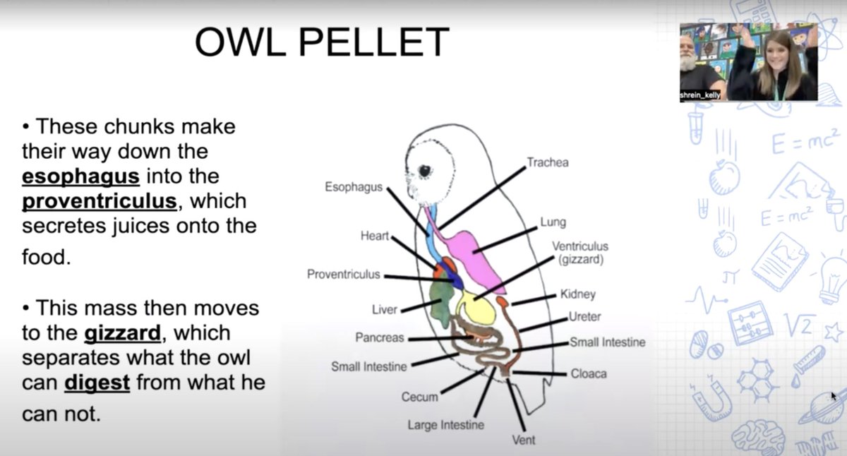Kelly Shrein, AKTOY2022 (@kellyshrein) on Twitter photo Day 3 of Remote Learning: My teaching partner and I knew if we didn’t do something extra fun and engaging, we could lose our students’ interest and motivation for any future online learning days. I think this lesson was a big hit! 🦉 #ThirdGrade
#OwlPelletDissection <a href="/ASDschools/">Anchorage School District</a> Day 3 of Remote Learning: My teaching partner and I knew if we didn’t do something extra fun and engaging, we could lose our students’ interest and motivation for any future online learning days. I think this lesson was a big hit! 🦉 #ThirdGrade
#OwlPelletDissection <a href="/ASDschools/">Anchorage School District</a>