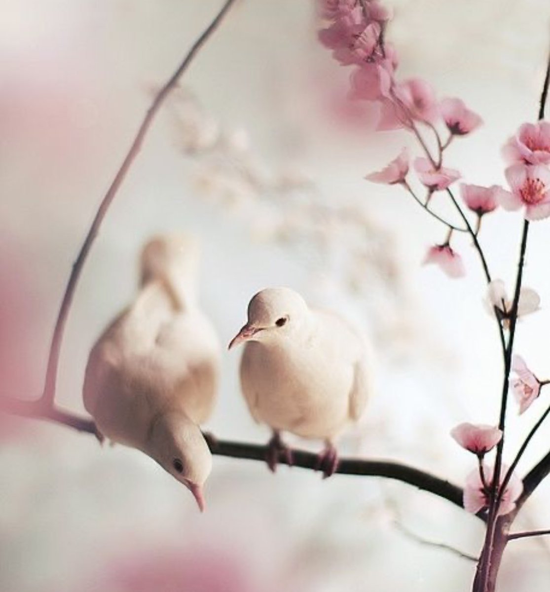 Wintersongs & Mourning Doves ;

Mourning in Words,
No more Peaches to Harvest-
Till next Spring Blossoms.~

Cooing by a Distant Dove-
Only Three Small Words to say.~

youtu.be/6Qbw3Weu8rQ?si…

#tanka #senryu #nature #winter 
#PeachBlossomNotes #dovenotes 
#poetrycommunity #poetry
