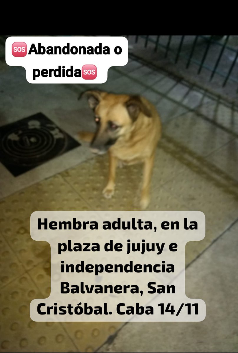 Amores Animales (@amores_animales) on Twitter photo 