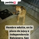 Photo by Amores Animales (@amores_animales)