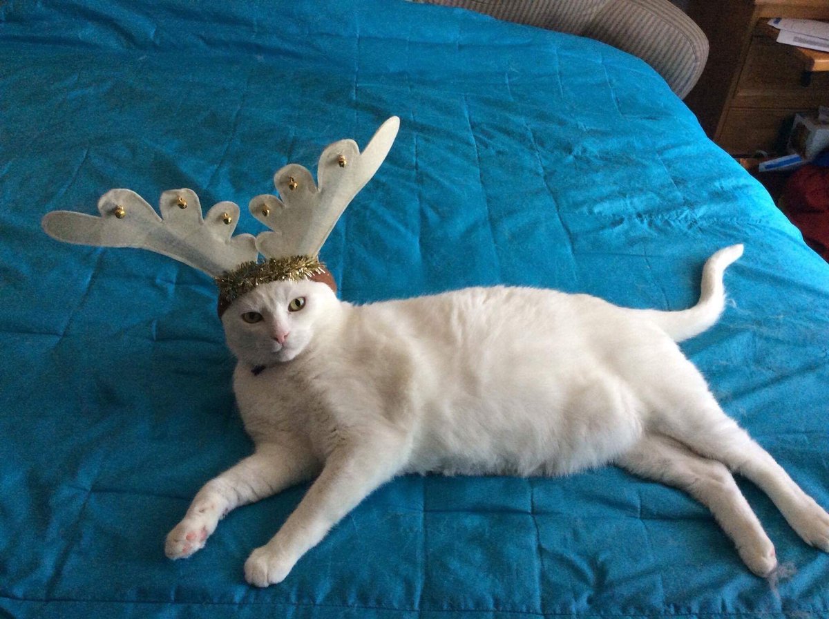 Kim Boulton Cave Dweller living life. Ceasefirenow tweet media