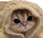 when you shout at me in ranked this is who youre being mean to btw........