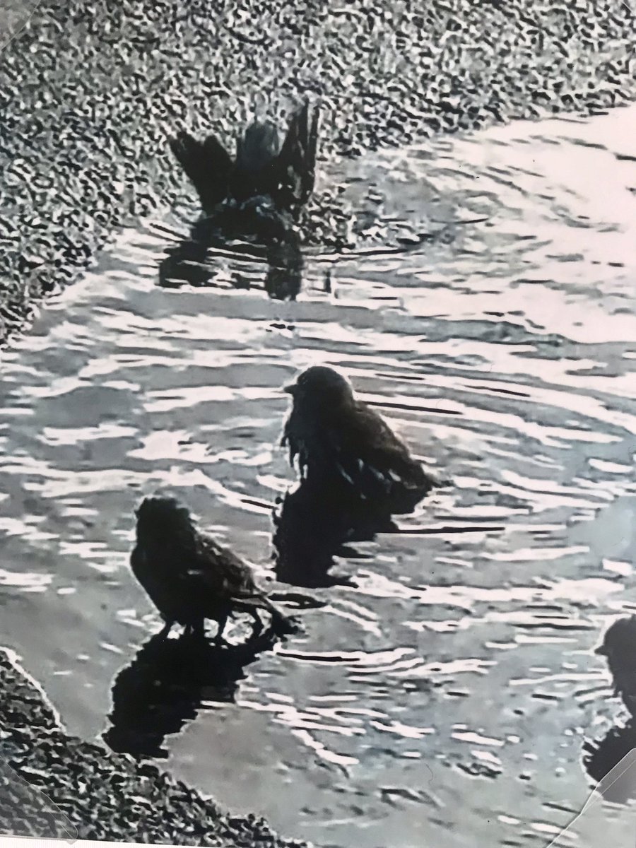 Mingtree10's tweet photo. @hpphotograf #nature
#photography
#city birds
#textural photos
One of my own favs. https://t.co/4Wh1lBC2Lq