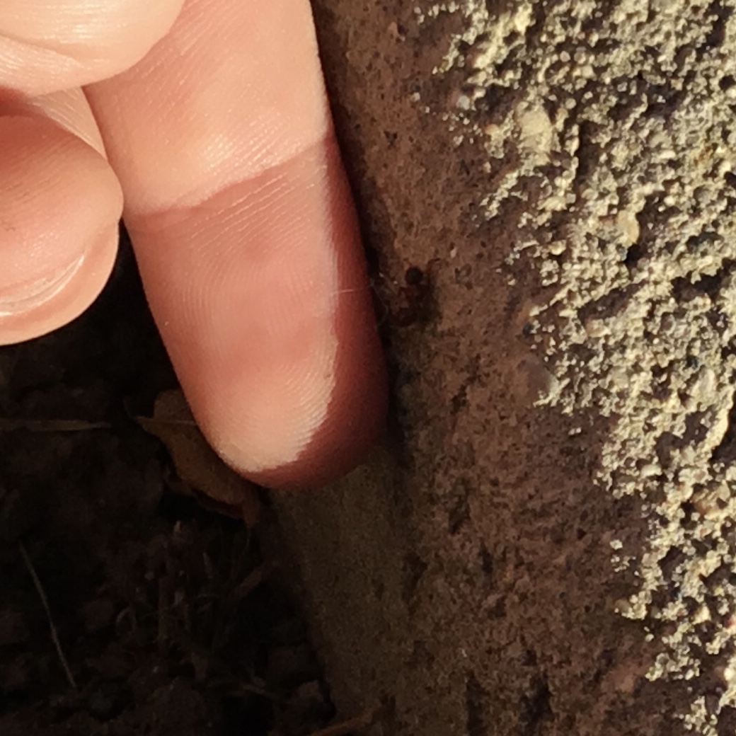 MrsCionisClass's tweet photo. 5-Day Attitude of Gratitude Challenge: Day 2 Enjoy a Nature Walk. Today's challenge? Work together to find &amp; photograph the 20 nature items listed. #NatureWalkScavengerHunt #observingnature #thankfulforteamwork #thankfulforlaughter #thankfulforspiders 🕷️😳 https://t.co/aOZwk2fKCY