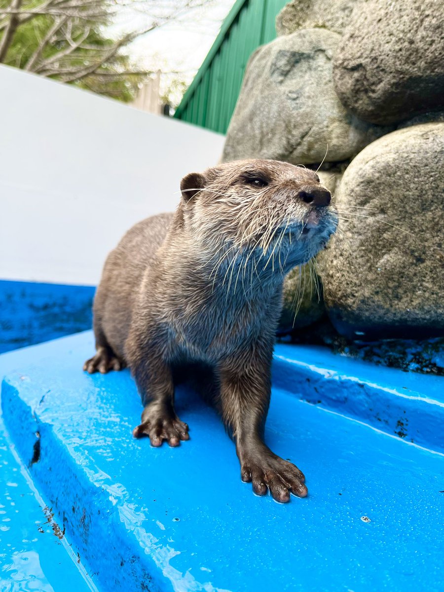 休止中】カワウソ&ラッコの誕生日🎂 (@Otter_Birthday) / Posts / X