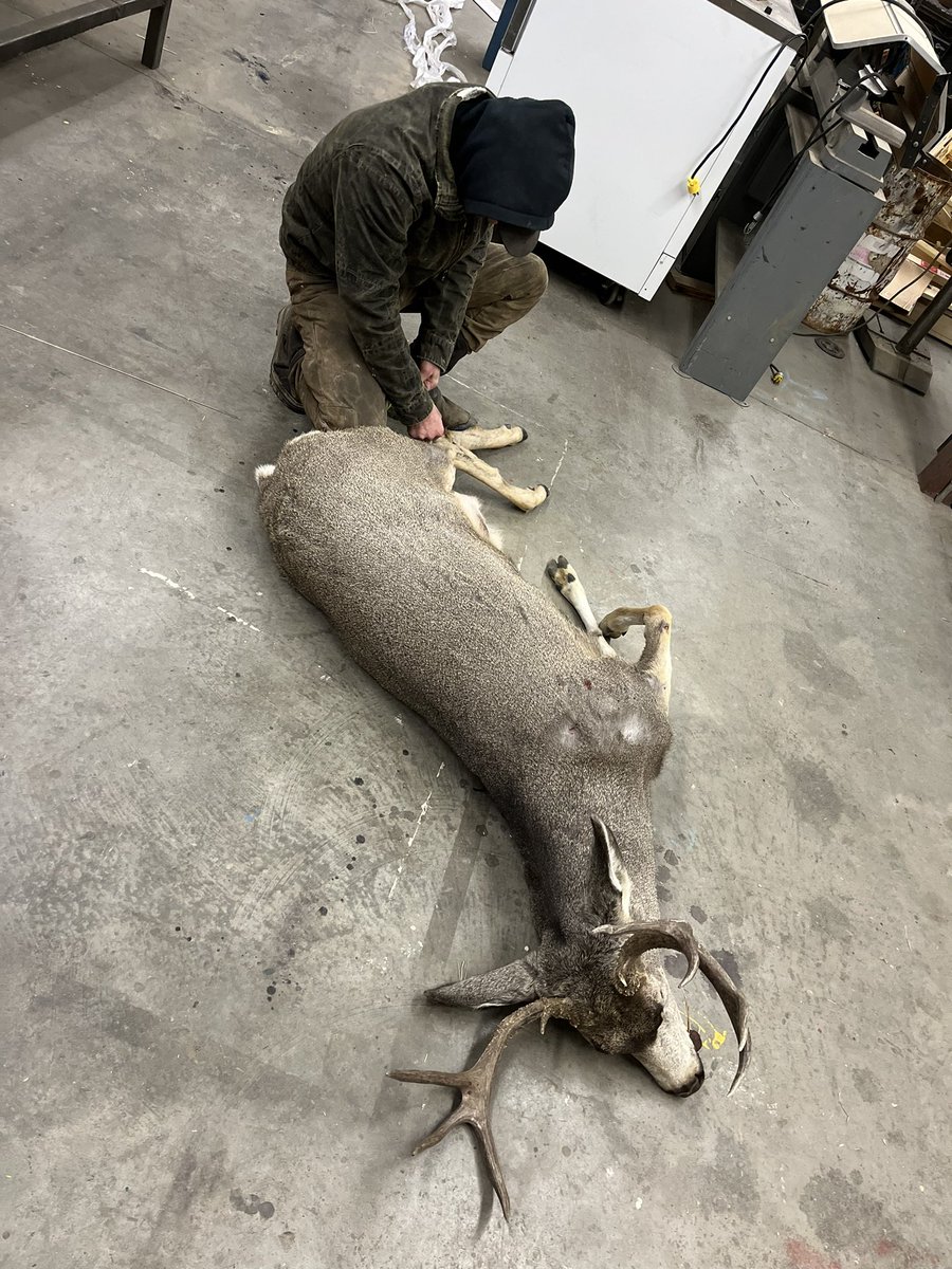 em_odlin's tweet photo. I’ve been trying to figure out a way to get a new/bigger pickup but smacking a deer going 80 and totaling mine wasn’t how I planned for this to happen 😅🤷🏻‍♀️ (and yes we butchered him because I was going to get something out of that wreck) https://t.co/4BkIQeIorm